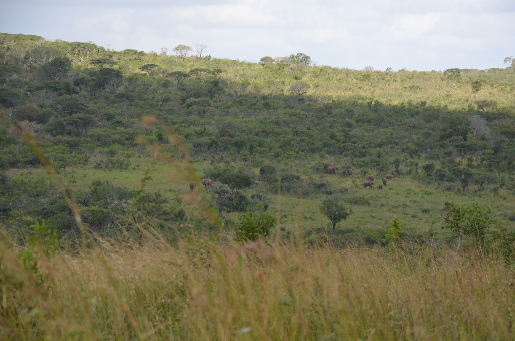 2015-05 South Africa/iMfolozi/DSC_0354.JPG